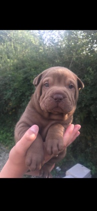 kc registered shar pei puppied
