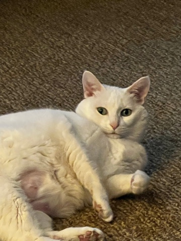 All white cat (declawed)