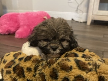 puppy for sale – Kansas City