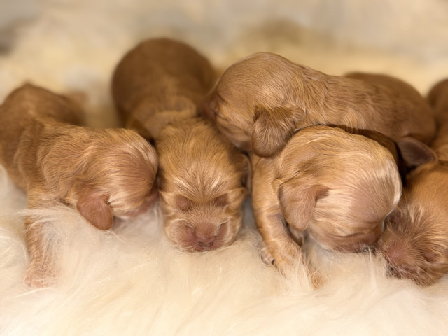 Full Purebred Cocker Spaniel Christmas Puppies