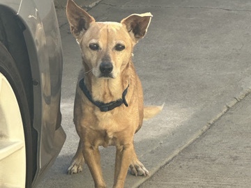 Chihuahua – Our boy needs a loving home- Terrier Chihuahua mix