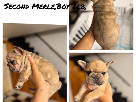 French Bulldog – Selling Mini frenchies – Milford