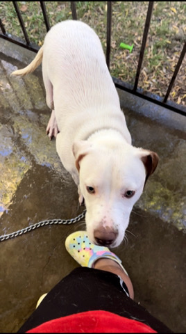 American Bulldog – ACE American bulldog
