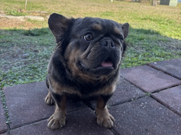 French Bulldog – Frenchie being sold – Tampa