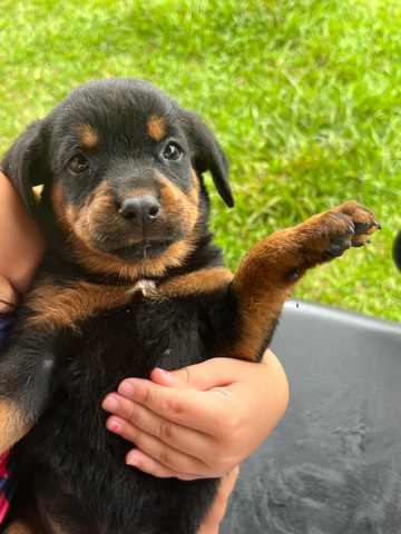 Rottweiller puppies
