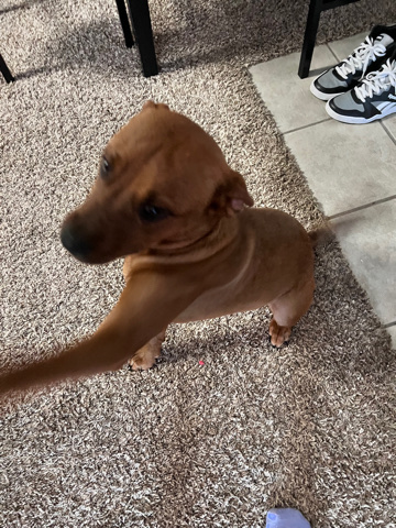 Mountain Cur – Rehoming black mouth cur