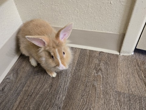 Lionhead – Carmel – Tucson