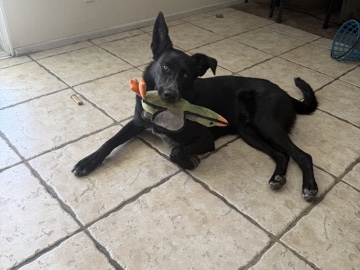 Labrador Retriever – rehoming loved pet – Eastvale