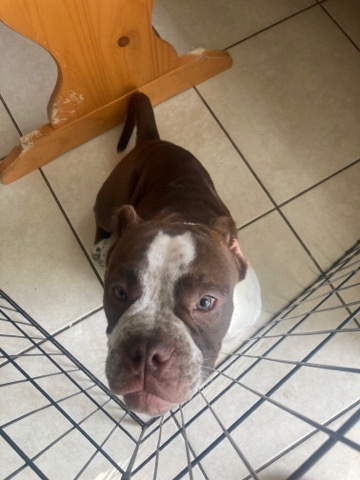 Bull Terrier (Miniature) – American Bully
