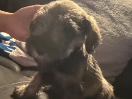 schnauzer pups – Moreno Valley