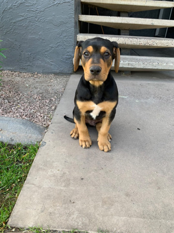 English Cocker Spaniel – Dober man mix pitbull