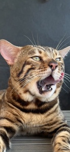 Bengal – Rehome Beautiful Boy Rare Eyed Bengal: Meet Gucio!