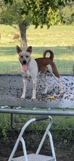 Bean needs a good home.