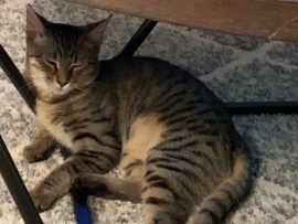 American Shorthair – Mimi – Glendora