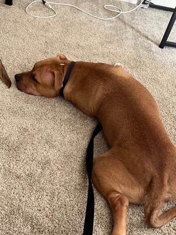 American Pit Bull Terrier – big baby lover not a fighter