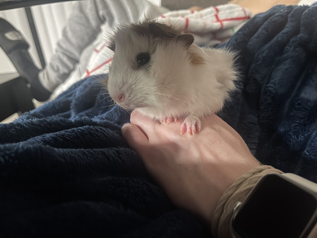 Guinea pig