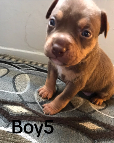 American Pit Bull Terrier – pocket bully pup