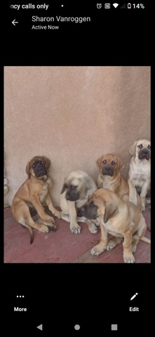 English Mastiff – 51/2month old English mastiff puppies
