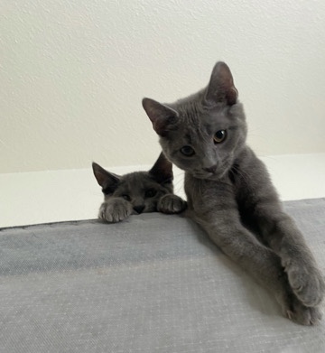 American Shorthair – Adorable brother and sister kittens for sale!