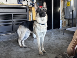 German Shepherd – Sweet German Shepherd