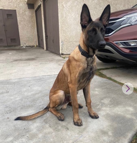 Belgian Shepherd Dog (Malinois) – Malinois