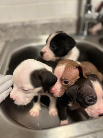 Bull and Terrier – Bully’s