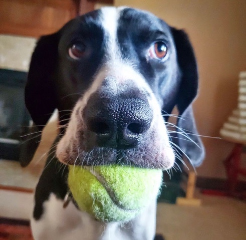 Great Dane – Bubba Needs a new Home