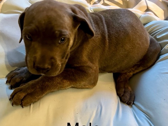 Cane Corso – Cane Corso puppy – Savannah