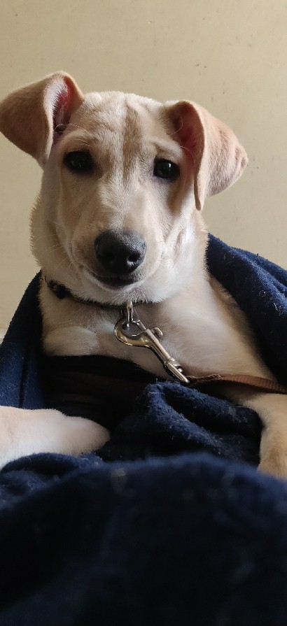 Indian pariah dog – please adopt my pet