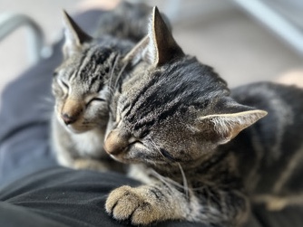 All - 2 domestic short-haired tabby cats available for adoption in Richmond