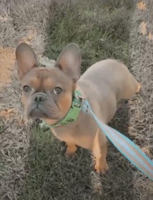 French Bulldog – Frenchie