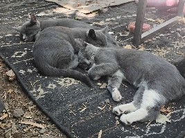 Friendly 12-Week-Old Grey and White Kittens – Eugene – Eugene