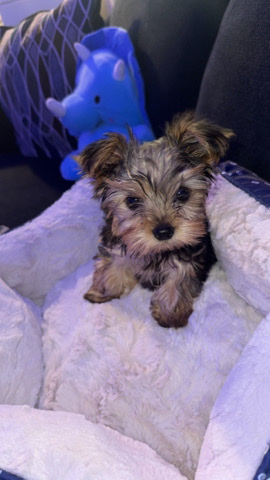 Yorkshire Terrier – Need New Home