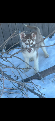 Siberian husky puppy