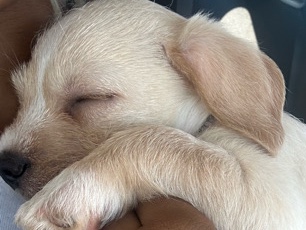 Poodle – puppy for sale – San Diego