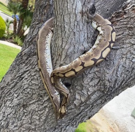 spider python