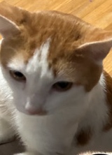 European Shorthair – Sweet Orange and White Cat