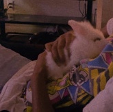 baby bunny for sale