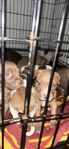 American Pit Bull Terrier – Pit Pull Puppies