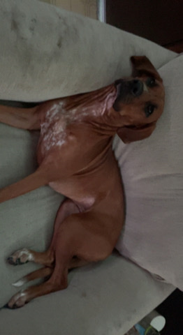 Rhodesian Ridgeback – Rehomeing my ridgeback
