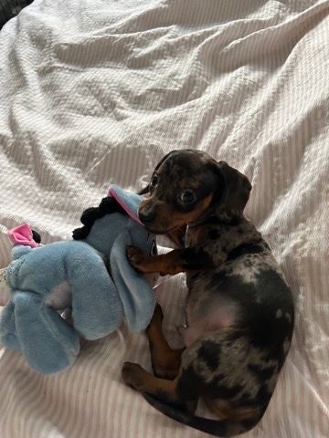 Dachshund – mini dachshund