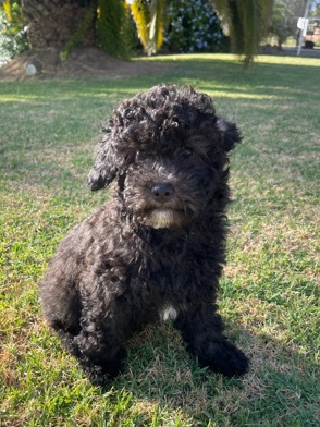Poodle – Black Toy Cavoodle