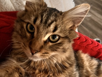 Russian White, Black and Tabby – bartholomew – Phoenix