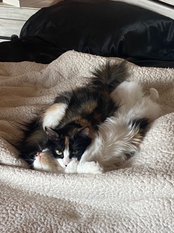 two calico sisters