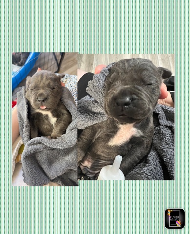 Cane Corso – Cane Corso Puppy