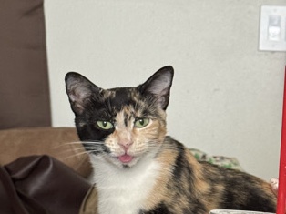 Calico Female Cat – Redlands