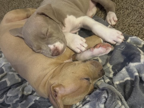 Cane Corso – 6 puppies – Phoenix