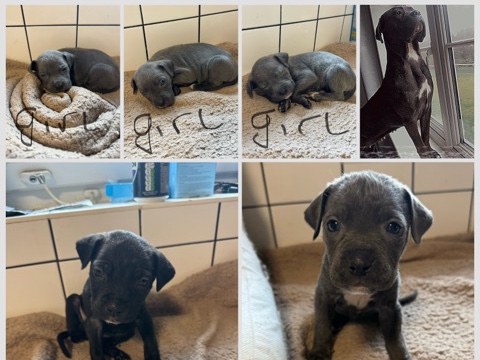 Cane Corso – cane corso puppies – Olney