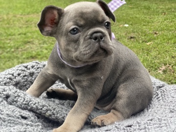 French Bulldog – bulldog french – North Chesterfield