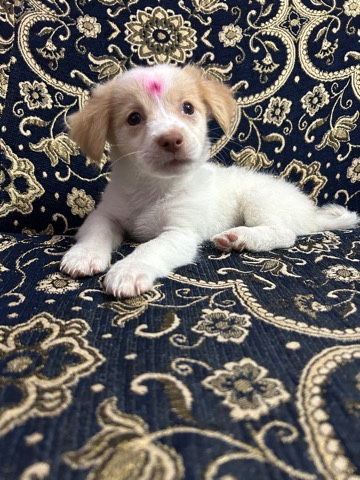 Indian Spitz – India spitz